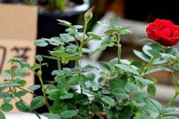 月季花叶子有白色粉是咋了,怎么办