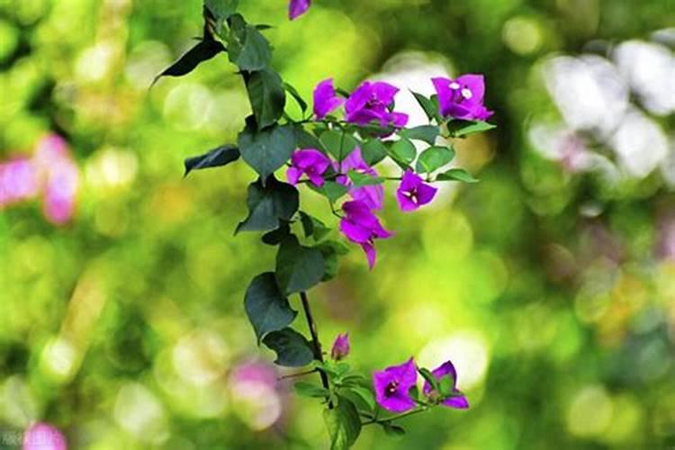 三角梅不长叶子怎么办