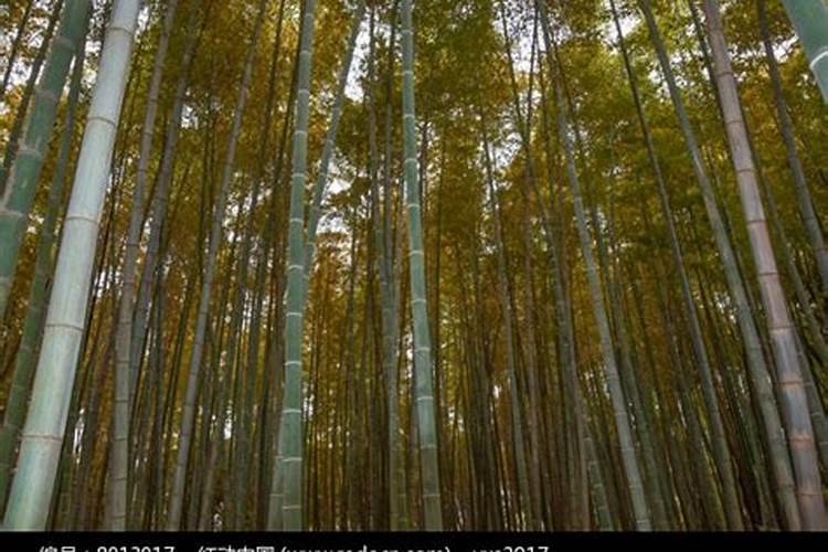 竹子施肥方法和注意事项