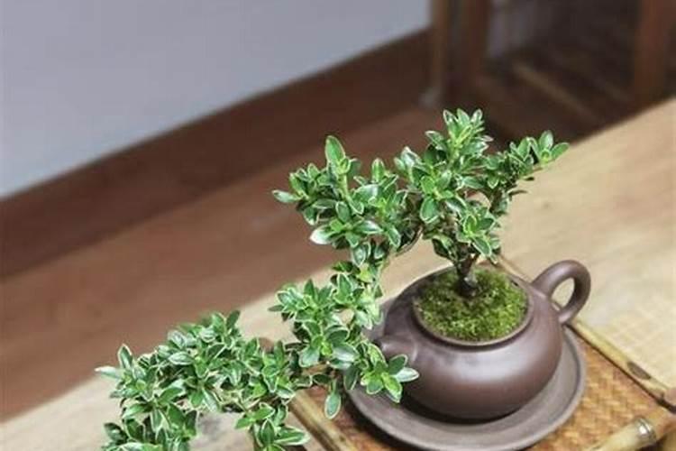 受过洪灾的茶树应该在根外追肥还是喷施叶面肥呢？为什么呢？