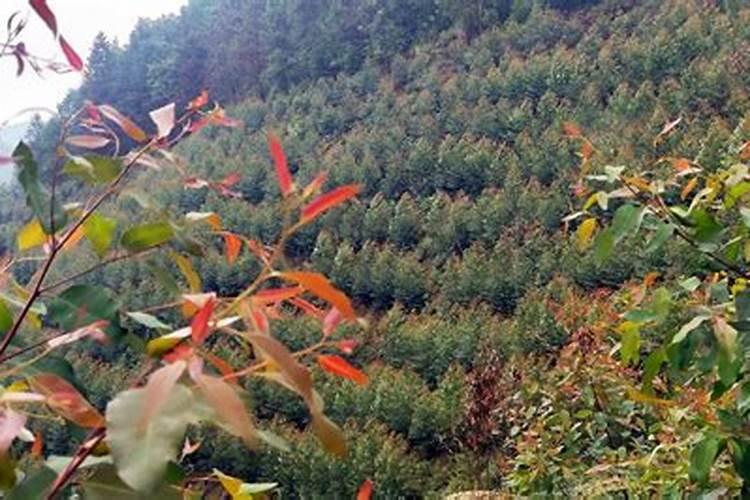 桉树组陪苗幼苗要施什么肥