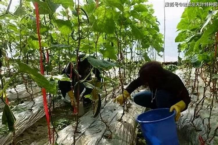 金弹子用什么肥料最好