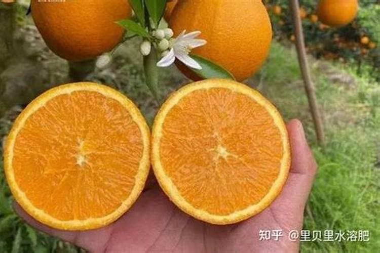 柑橘转色期可以用硫酸钾镁肥吗？