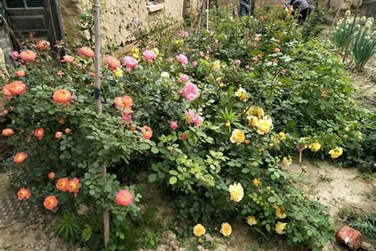 月季花落后可以喷施尿素吗