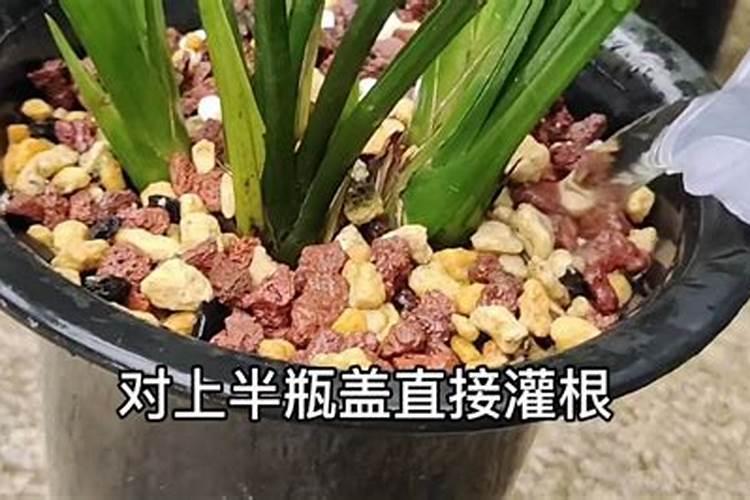 兰花如何施氮肥