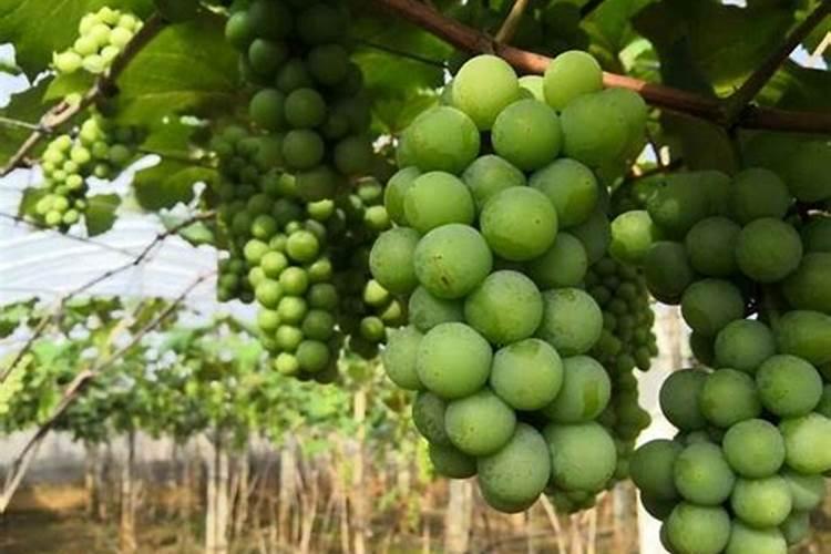 葡萄开花前施什么肥葡萄开花前怎么施肥