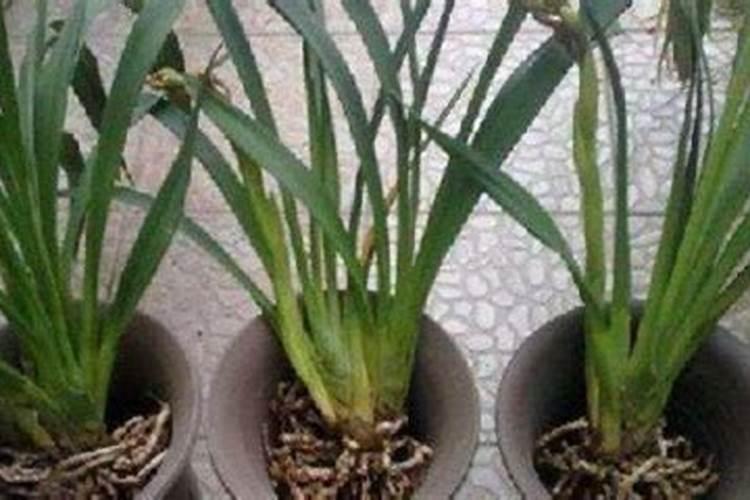 栀子花用什么土最好,宜用肥沃、透气、微酸性的土壤