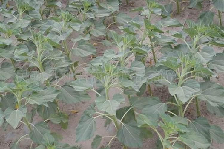 油葵如何种植产量高？