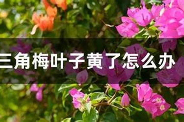 三角梅用什么肥料开花(三角梅施肥的正确方法)