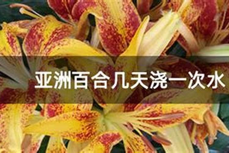 百合花怎么施肥