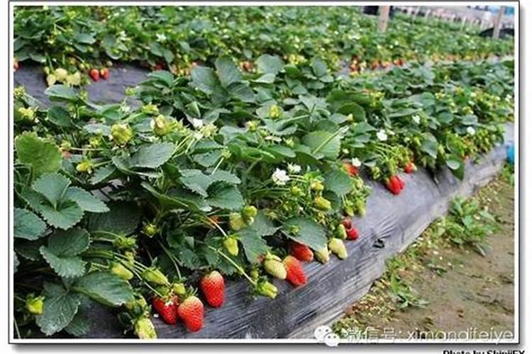 冬天怎么养草莓