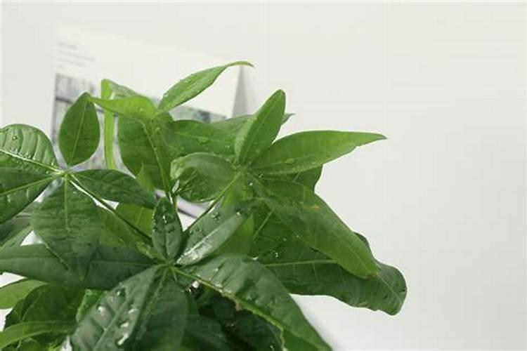 发财树浇什么肥料可枝叶旺盛 养殖盆栽发财树施肥方法