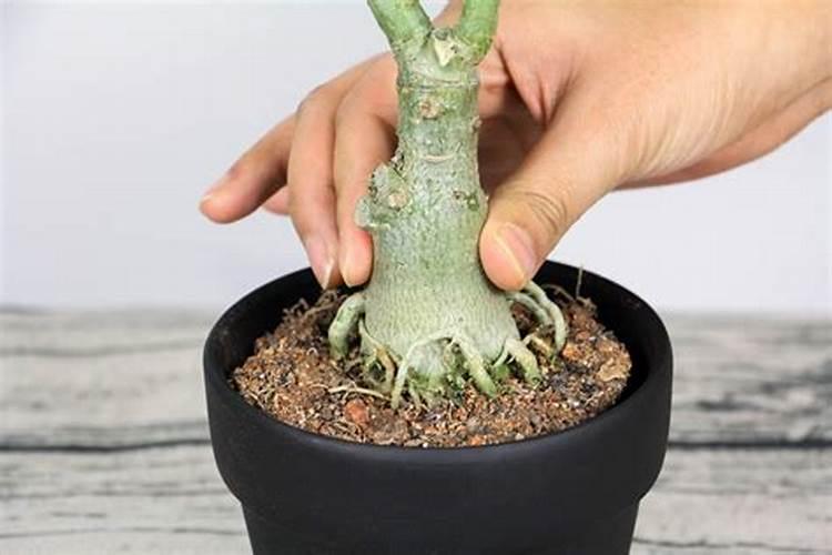 沙漠玫瑰为什么不开花