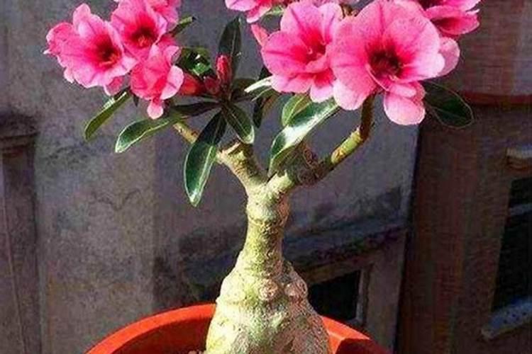 沙漠玫瑰叶尖干枯原因