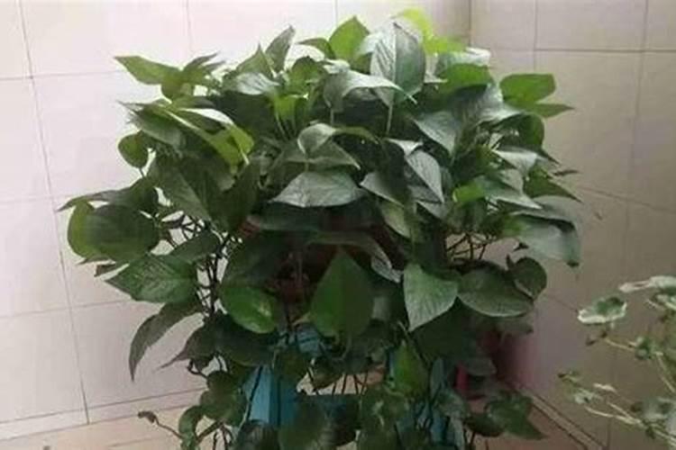 苹果用什么水溶肥好