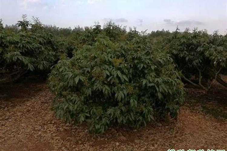 化学肥料有哪些