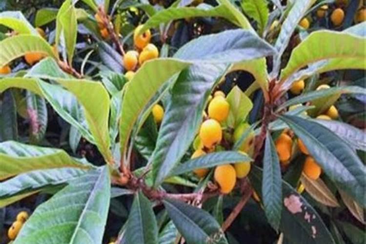 枇杷树每年分几个阶段施肥,每一个阶段该施什么肥？