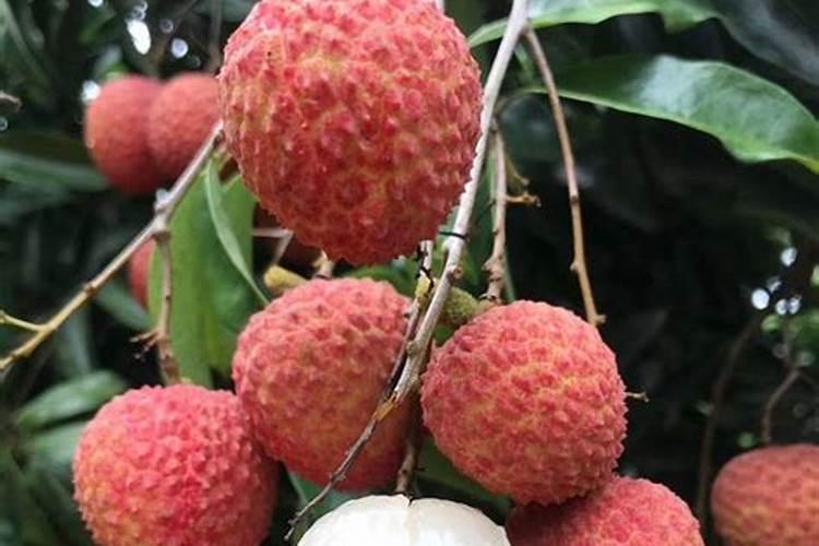 芸苔素内酯在荔枝上的应用间隔期多久？