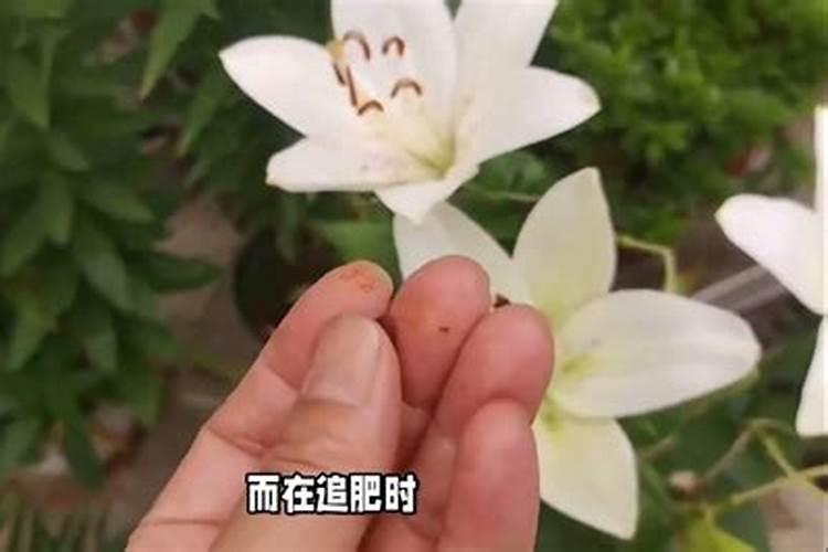 百合花要怎样才能种好