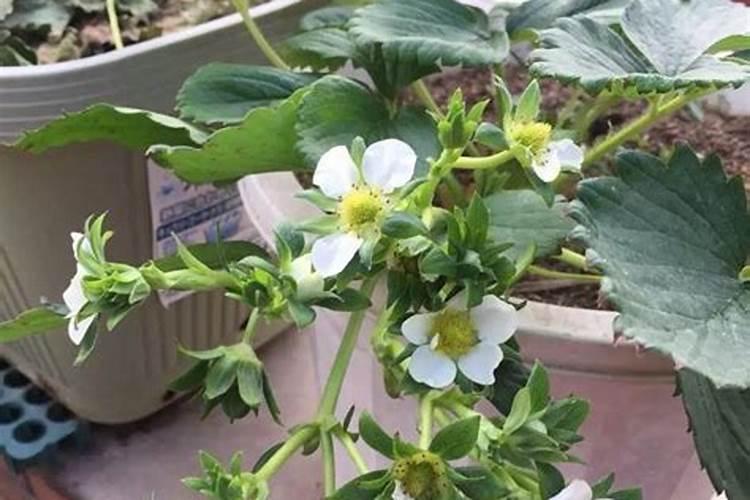花施肥施多了怎么办