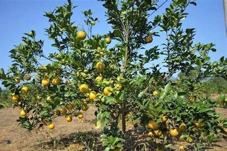 国内排名前10名的水溶肥厂家有哪些