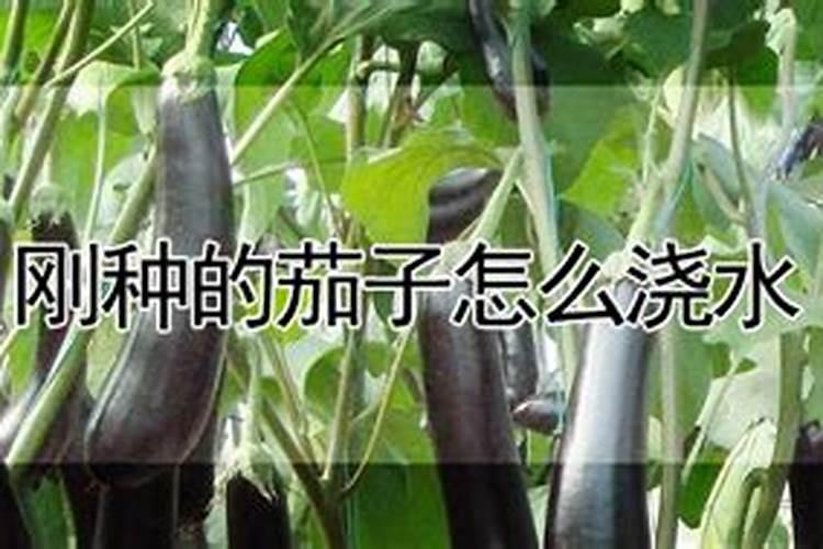 茄子用什么肥料好