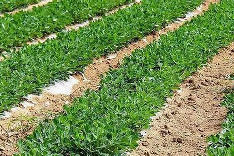 种植桉树后大概多久放肥料？
