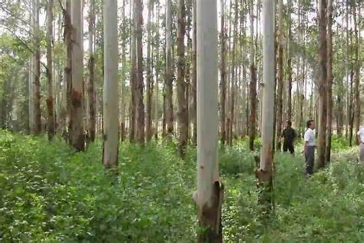 种植桉树后大概多久放肥料？
