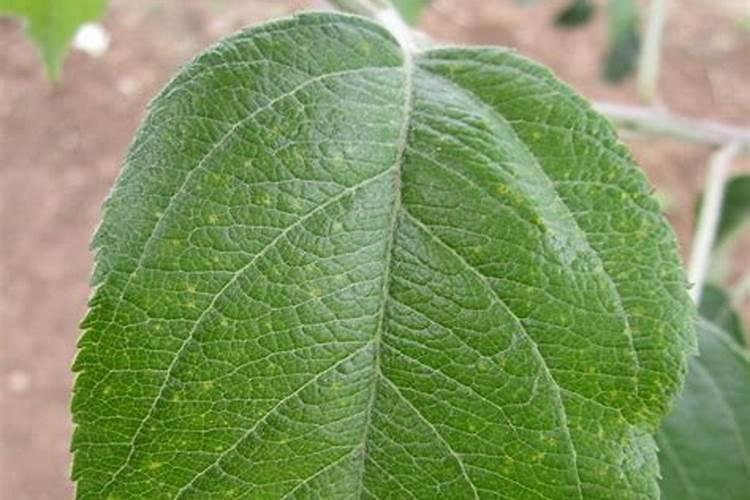 噻苯隆膨果的使用方法？