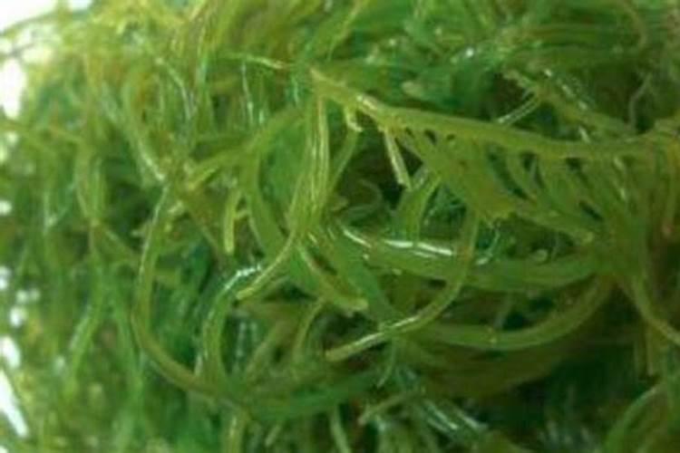 海藻肥属于什么肥料,附使用方法