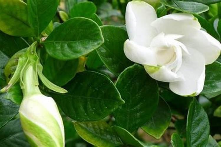 栀子花的养殖方法和修剪大叶