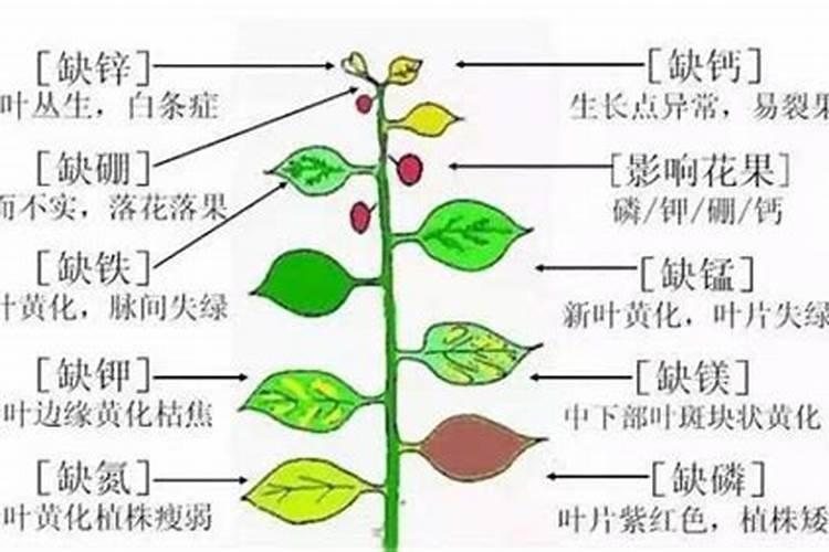 种黄瓜用什么肥料好