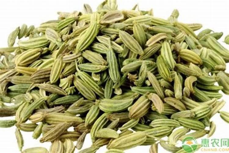 小茴香播种时间及方法
