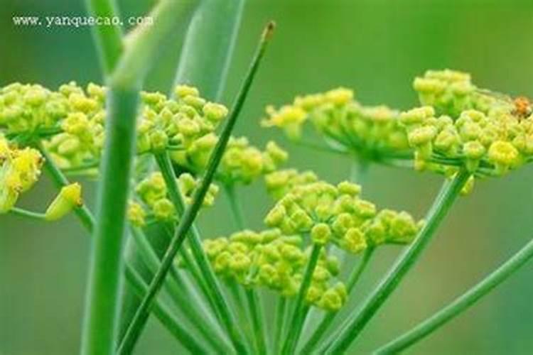 小茴香播种时间及方法