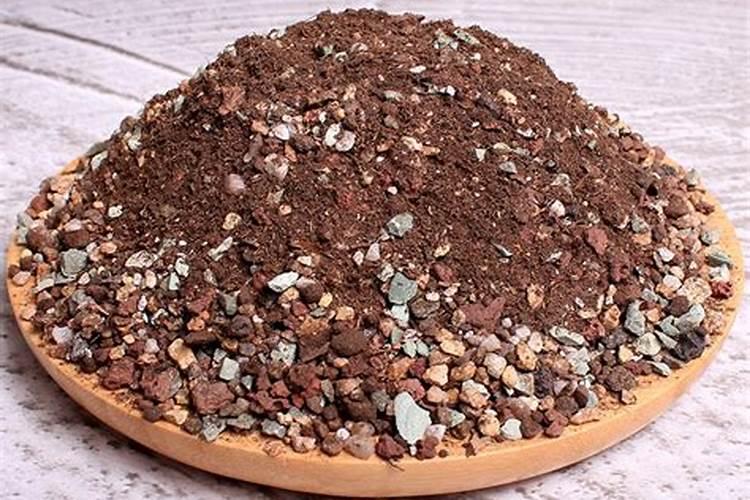 发财树多肉怎么养殖方法和注意事项