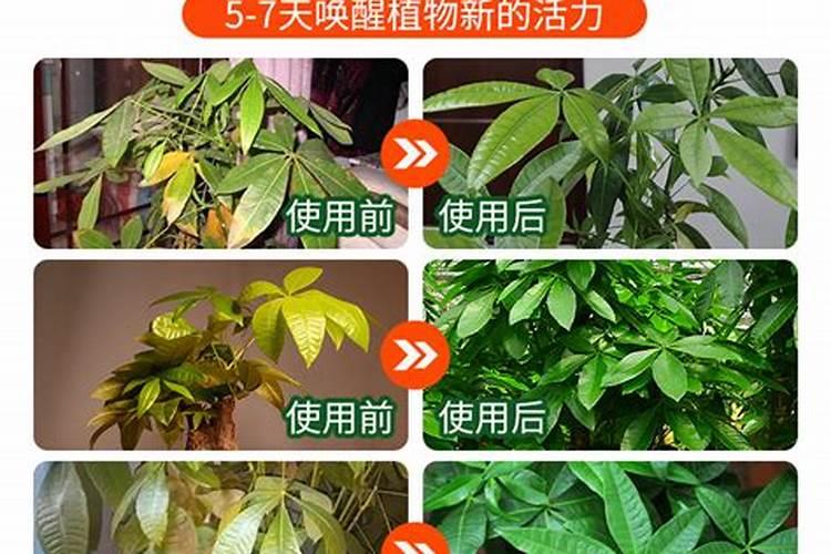 我用发财树肥浇君子兰好吗