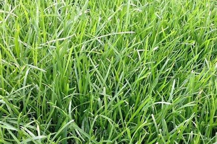 早熟禾发芽后几天施肥？