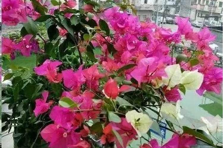 三角梅开花期间怎么施肥施什么肥