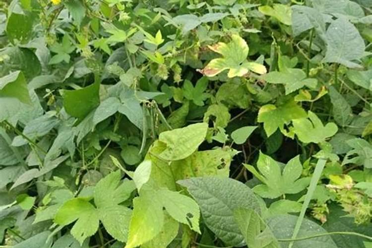 眉豆的种植方法是什么