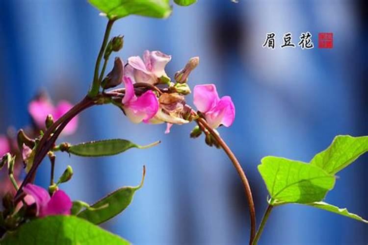 眉豆几月份种植最好(眉豆的种植方法与时间)
