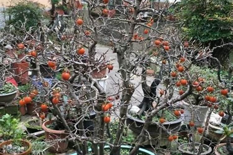 种葵花籽每年能赚多少