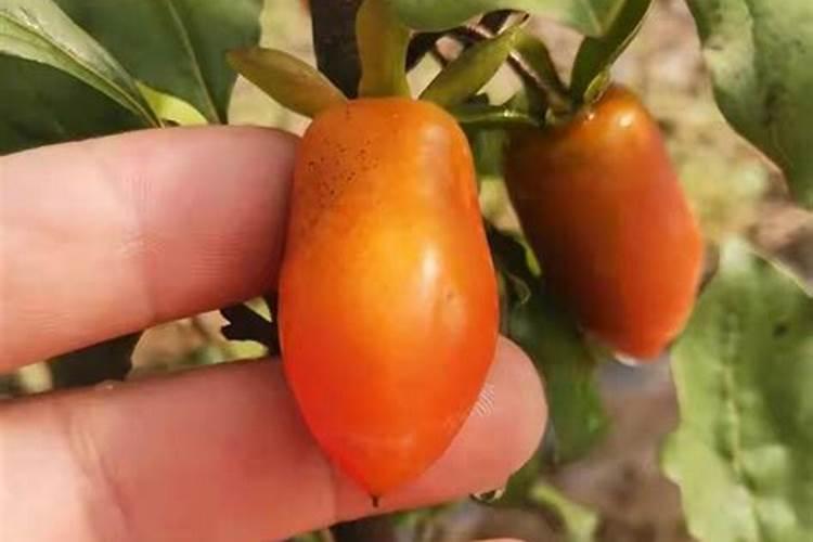 这是什么植物？