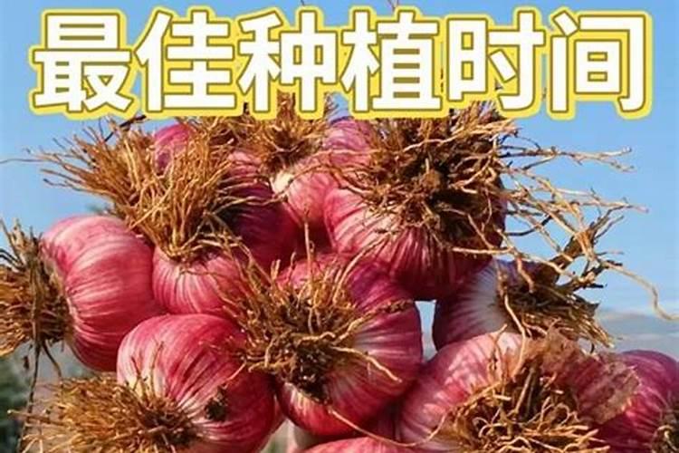 重庆沙坪坝水果批发市场在哪里