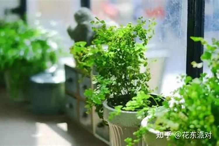 兰花喷叶面肥和浇水需要注意些什么