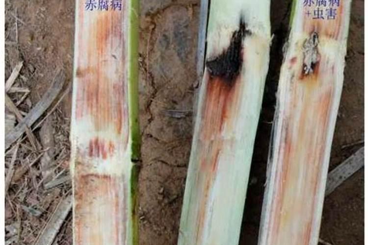 甘蔗叶面肥什么时候用最好