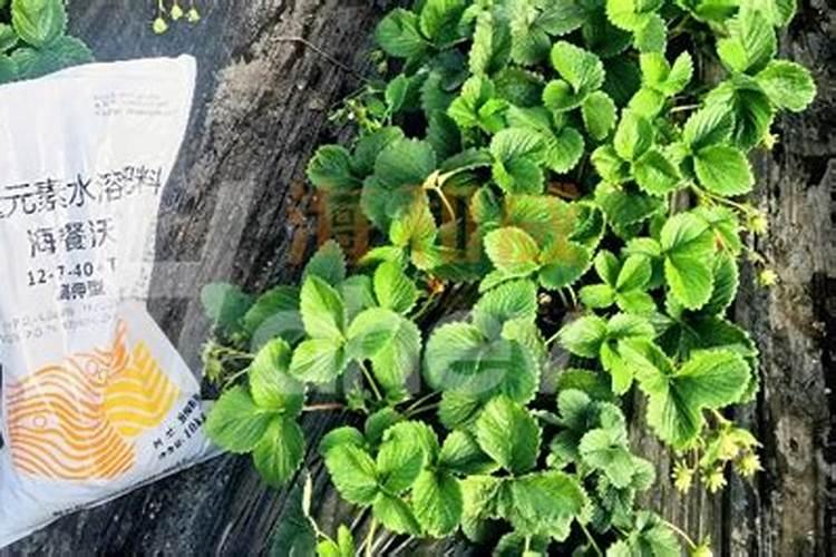 水溶肥十大名牌,摩力水溶肥效果极好