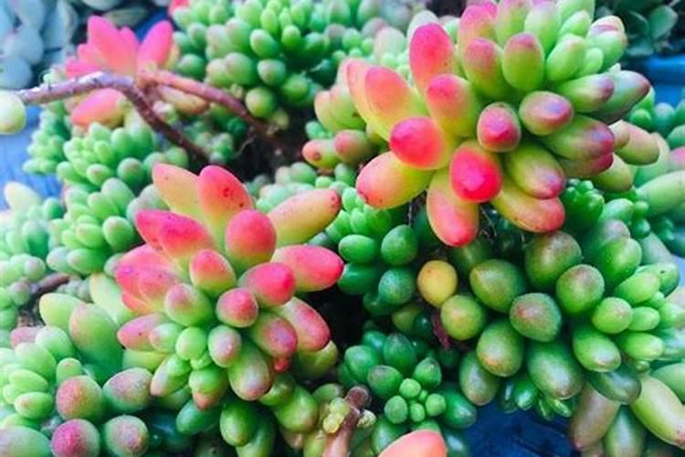 多肉植物需要什么肥料 施肥的方法是什么