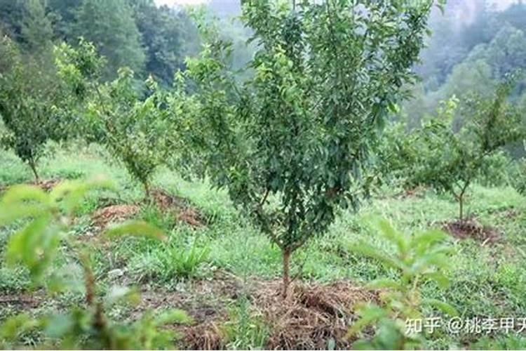 桃花几月开花时间