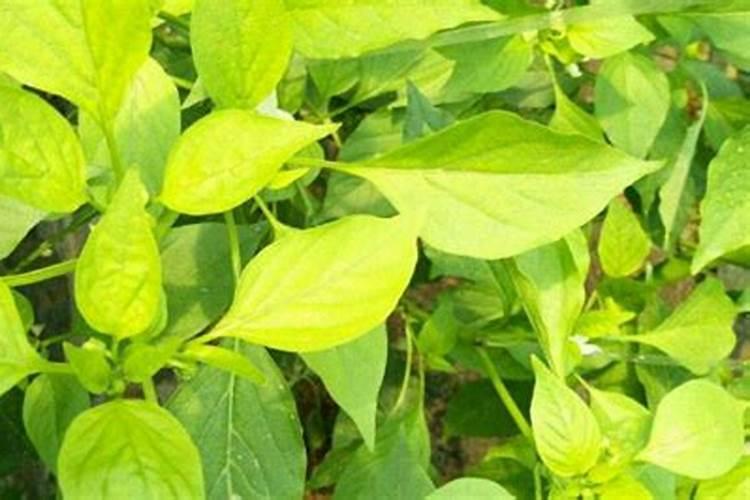 芋头膨大期使用什么可以快速膨大？