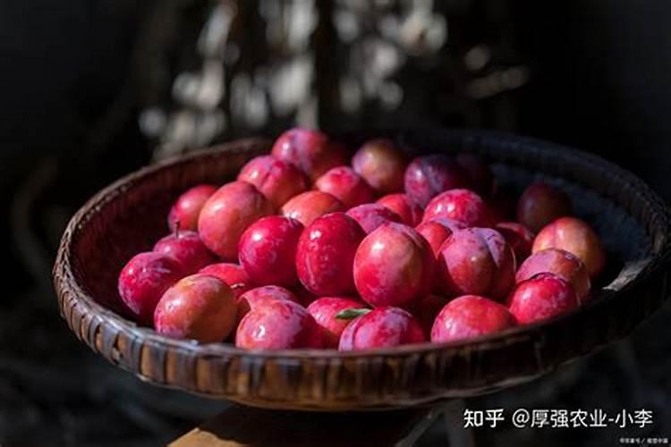 桃树用什么肥料最好